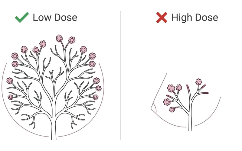Duct branching comparison: low dose allows full branching and round breast, high dose causes premature closure and conical breast