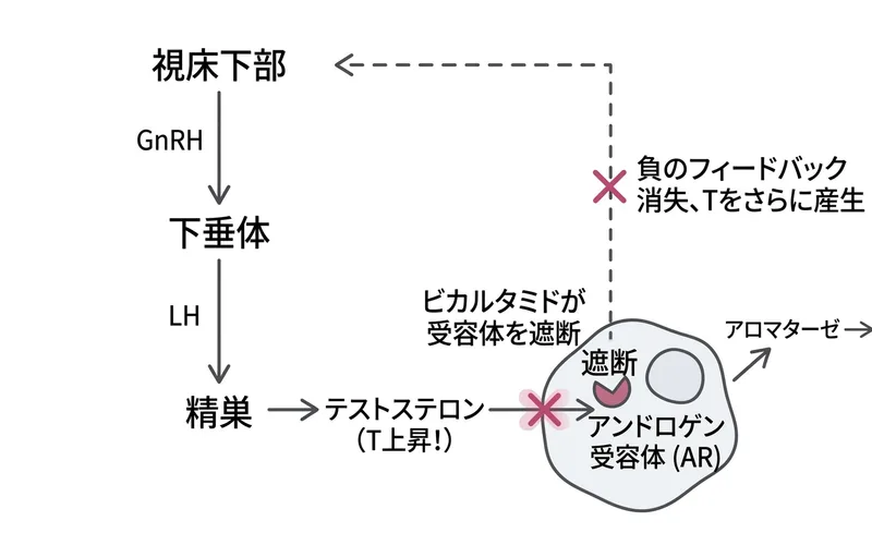 ビカルタミドの作用機序：AR遮断により負のフィードバックが消失しT上昇