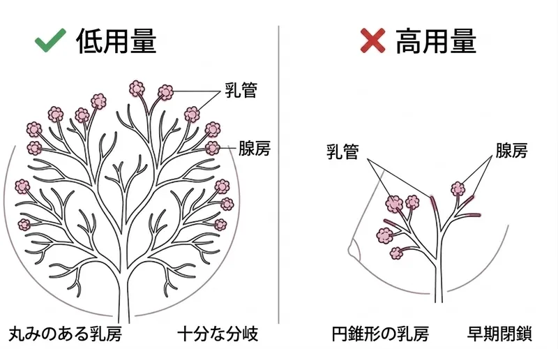 乳管分岐の比較：低用量は十分な分岐→丸い乳房、高用量は早期閉鎖→円錐形