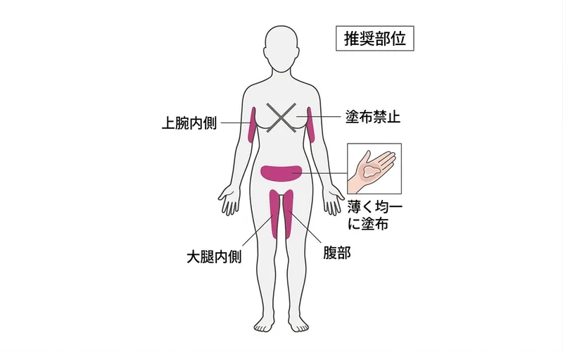 ジェル塗布部位図：上腕内側、大腿内側、腹部を推奨、胸部は避ける