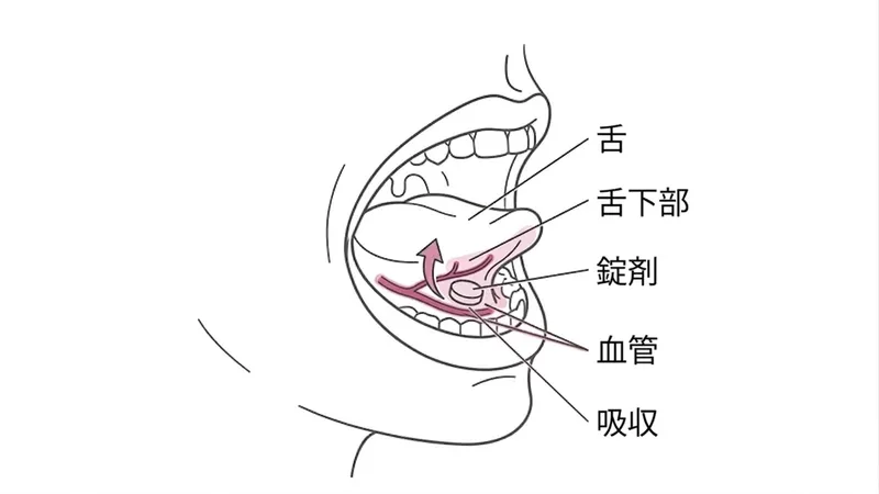 舌下投与の位置図：錠剤を舌の下、歯茎近くに置き、舌下粘膜の血管から吸収