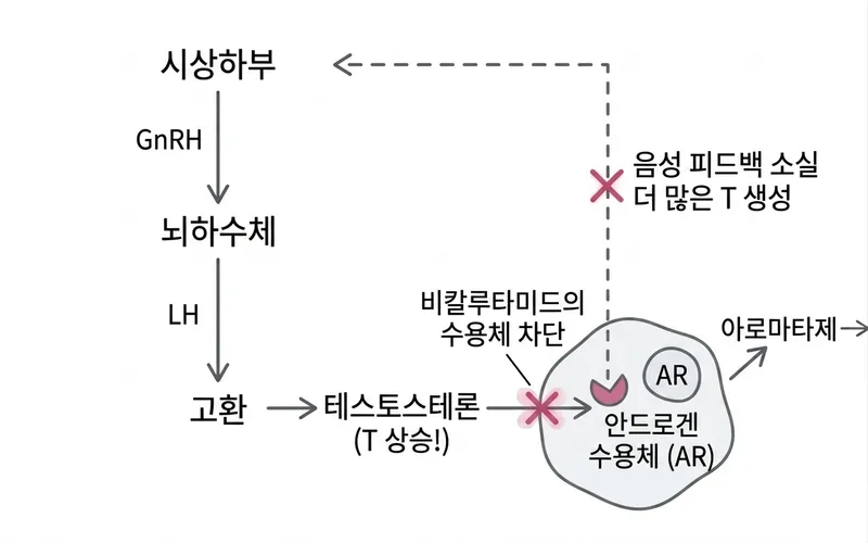 비칼루타미드 기전: AR 차단으로 음성 피드백 소실 → T 상승