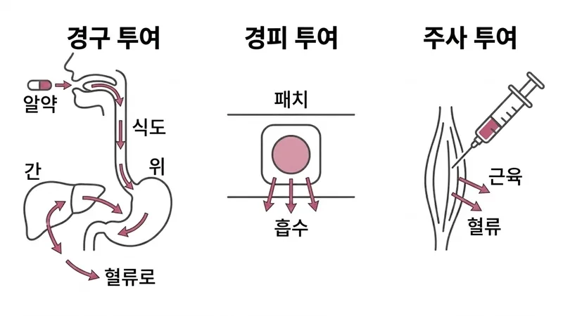 에스트라디올 3가지 투여 경로 비교도: 경구는 간을 경유, 경피는 직접 흡수, 주사는 혈류로 직접