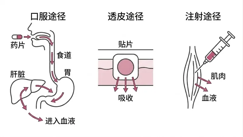 雌二醇三种给药途径对比图：口服经肝脏代谢、透皮直接吸收、注射直达血液